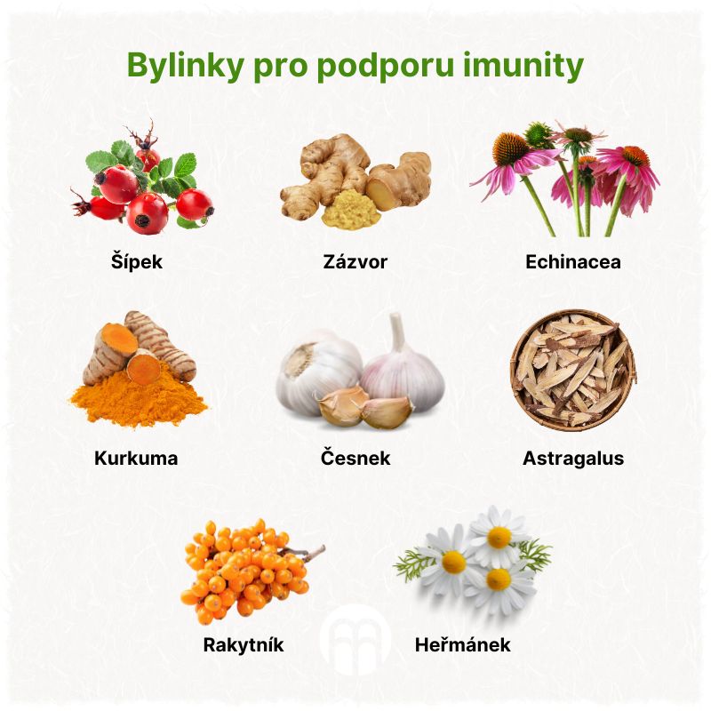 Bylinky pro podporu imunity